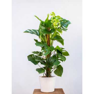 Monstera na pniu