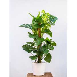 Monstera na pniu