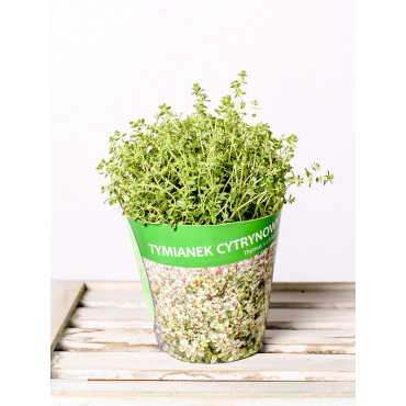 Tymianek cytrynowy
