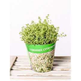 Tymianek cytrynowy