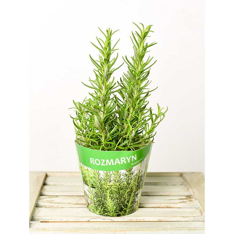Rozmaryn