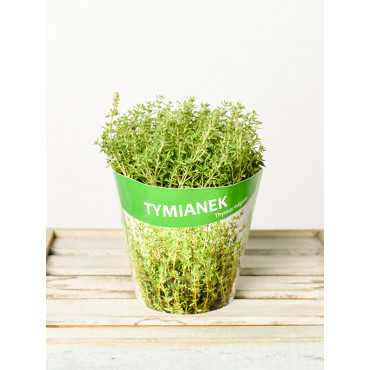 Tymianek | Macierzanka