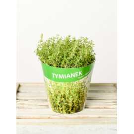 Tymianek | Macierzanka