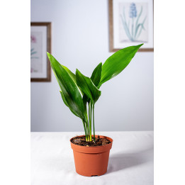 Aspidistra | Mała