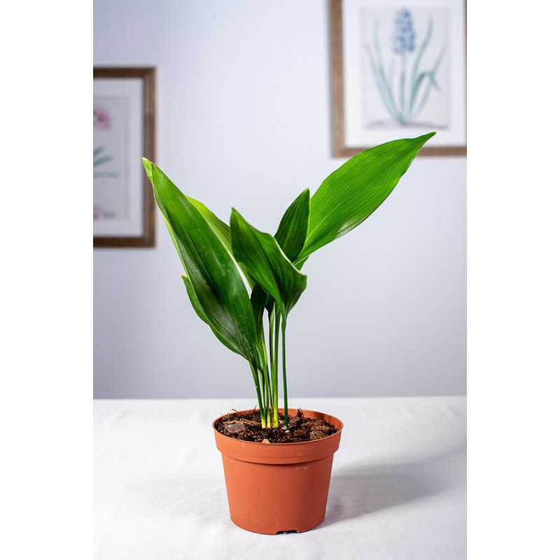 Aspidistra | Mała