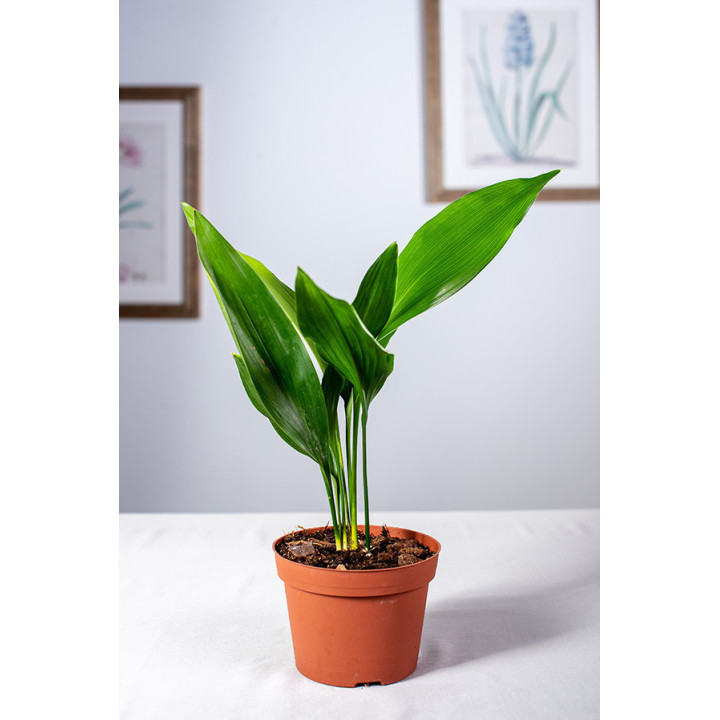 Aspidistra | Mała