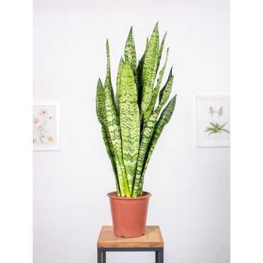 Sansewieria zeylanica