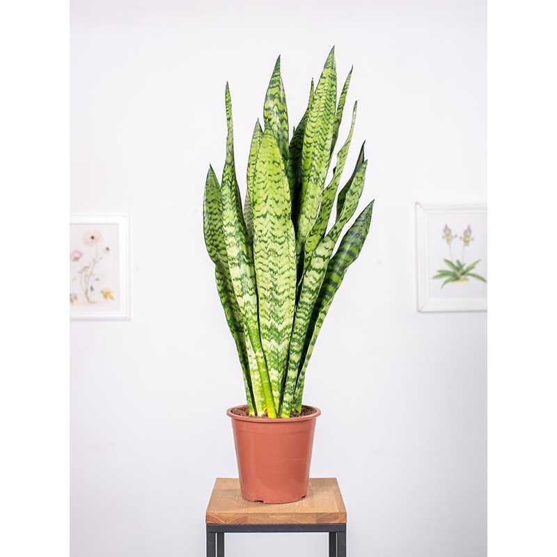 Sansewieria zeylanica