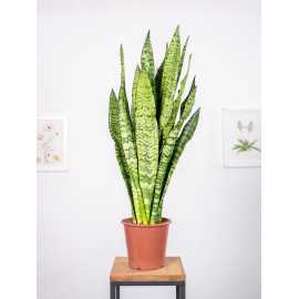 Sansewieria zeylanica