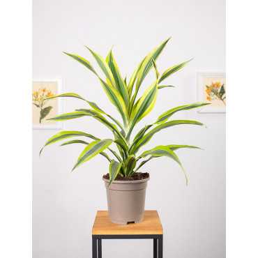 Dracena 'Lemon Lime'