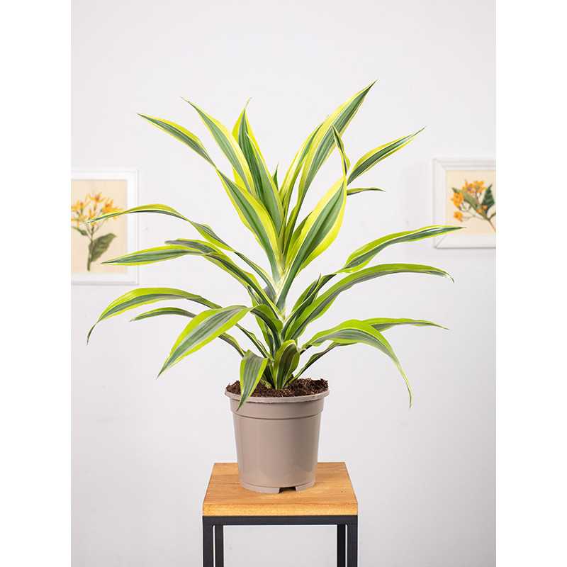 Dracena 'Lemon Lime'
