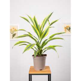 Dracena 'Lemon Lime'
