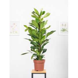 Fikus cyathistipula | Duży