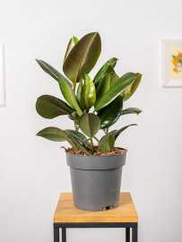 Fikus 'Robusta'