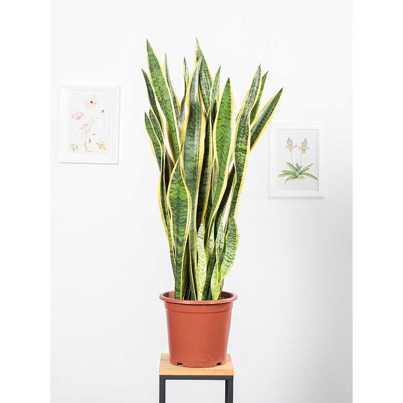 Sansewieria 'Laurentii' | Duża