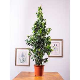 Fikus Benjamina 'Danielle' | Duży