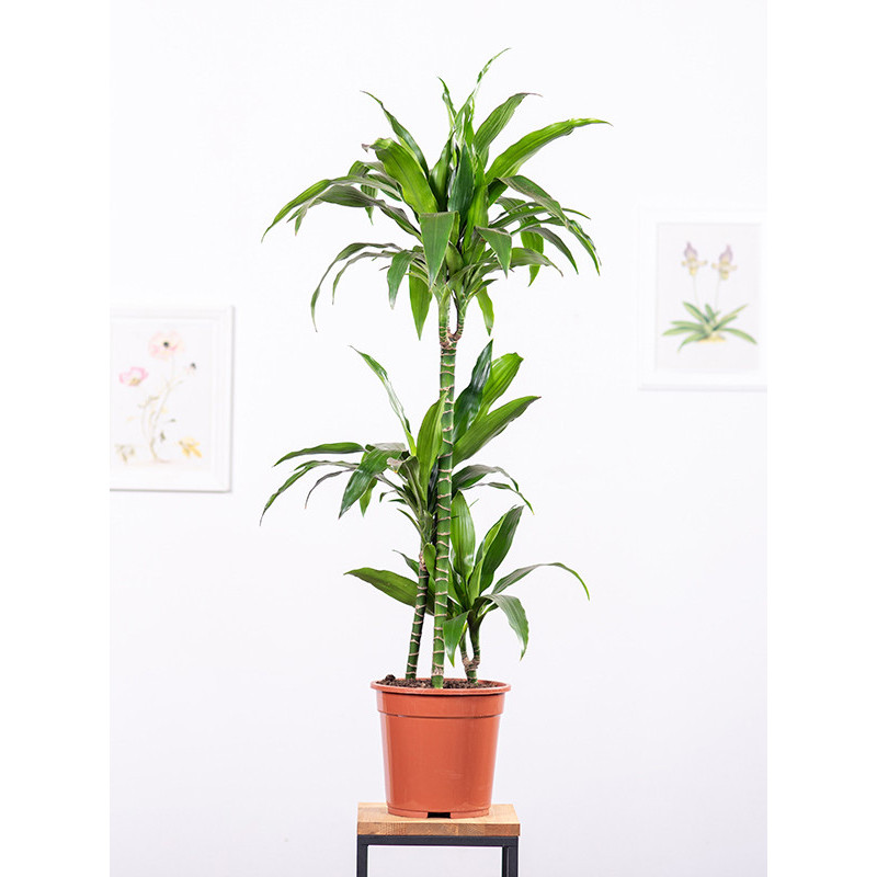 Dracena 'Janet Craig' | Duża