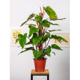 Filodendron 'Red Emerald'