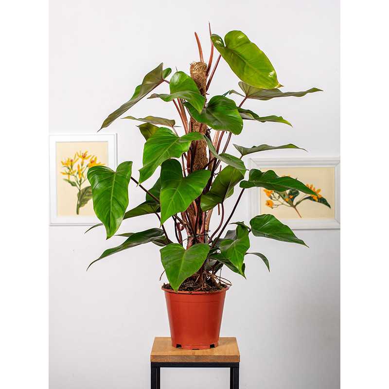 Filodendron 'Red Emerald'