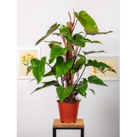 Filodendron 'Red Emerald'