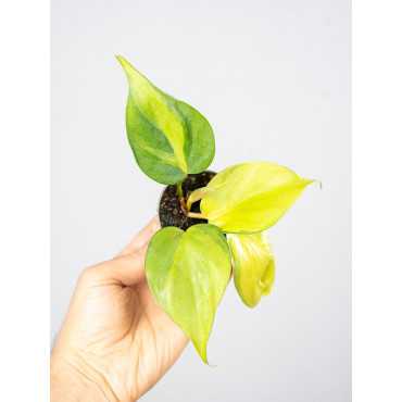 Filodendron 'Brasil' | Mały