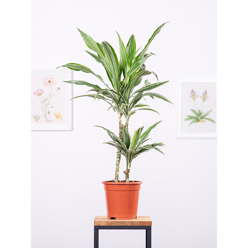 Dracena 'Warneckii'