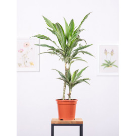 Dracena 'Warneckii'