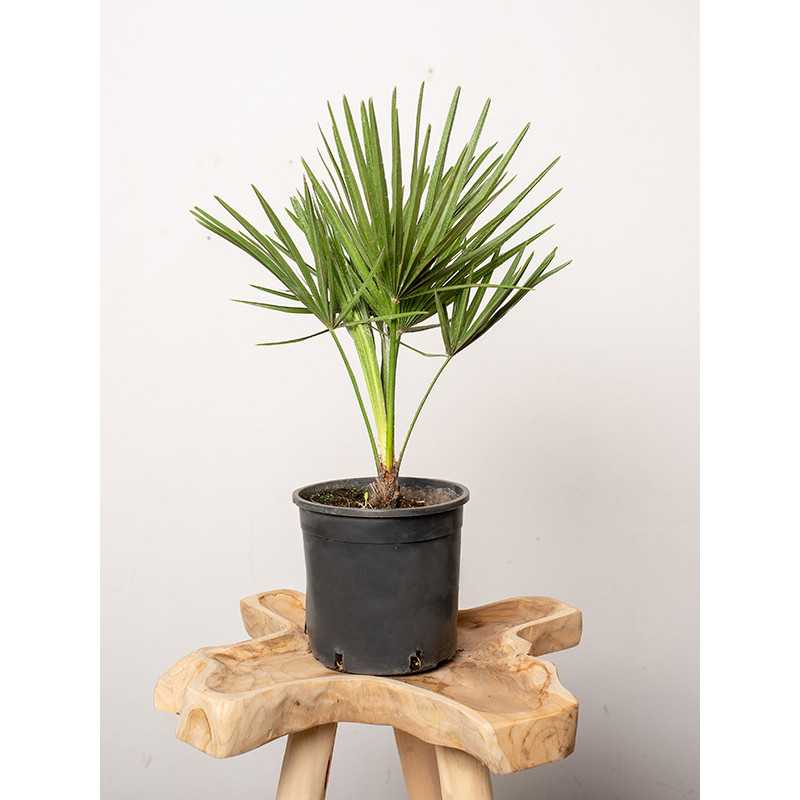 Chamaerops humilis | Duży