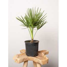 Chamaerops humilis | Duży