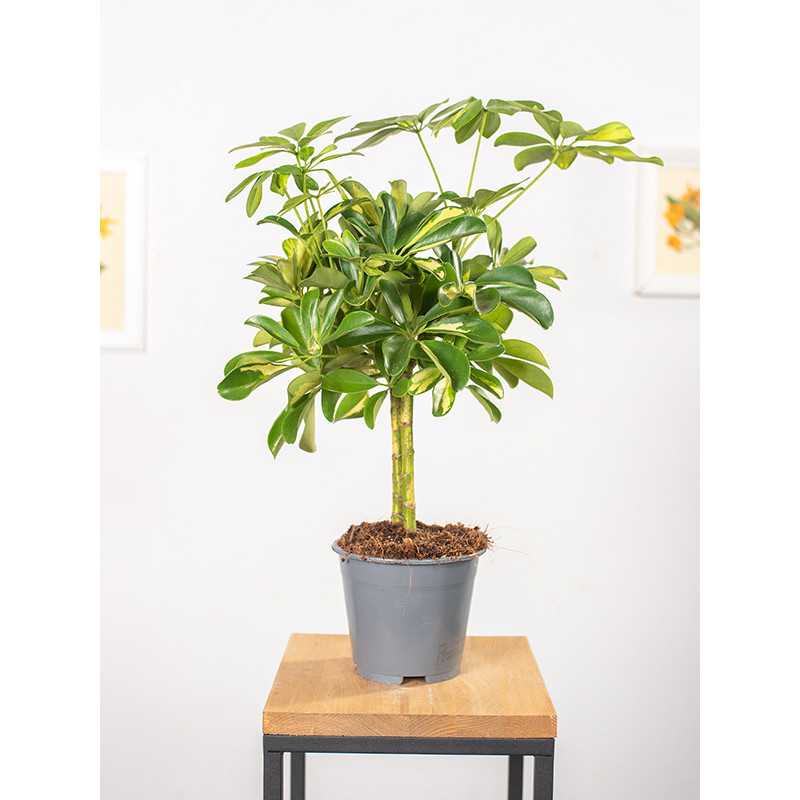 Szeflera 'Gold Capella'