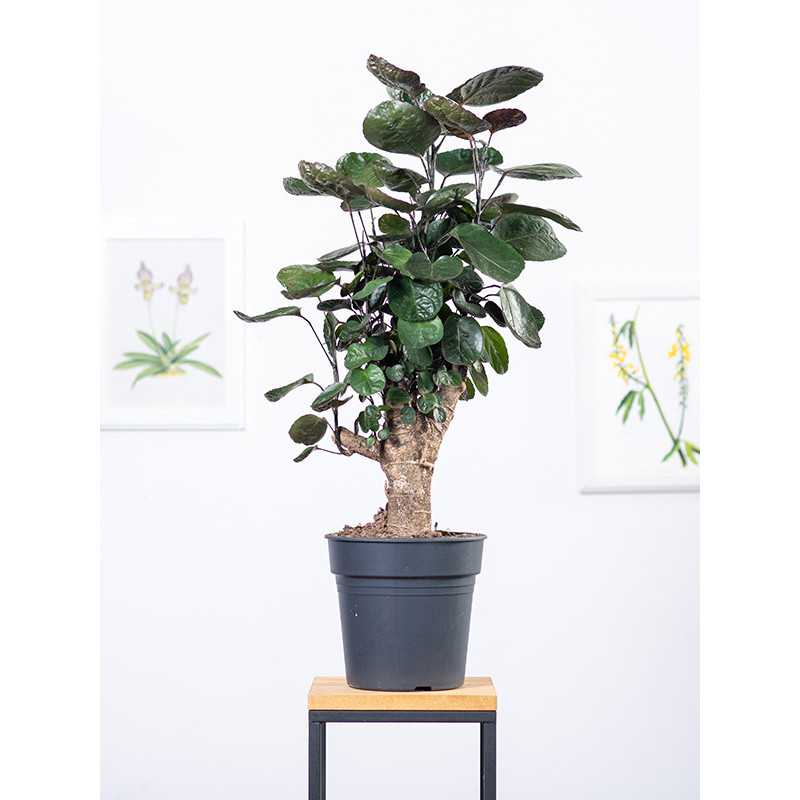 Polyscias 'Fabian' | Duży