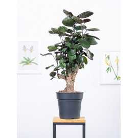 Polyscias 'Fabian' | Duży