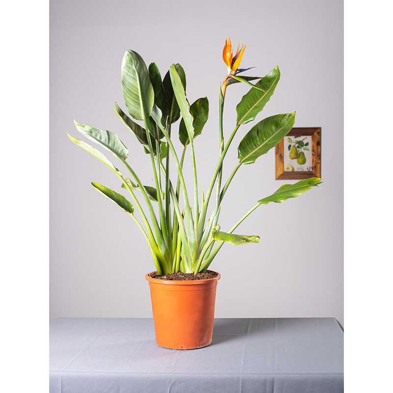 Strelicja królewska | Duża