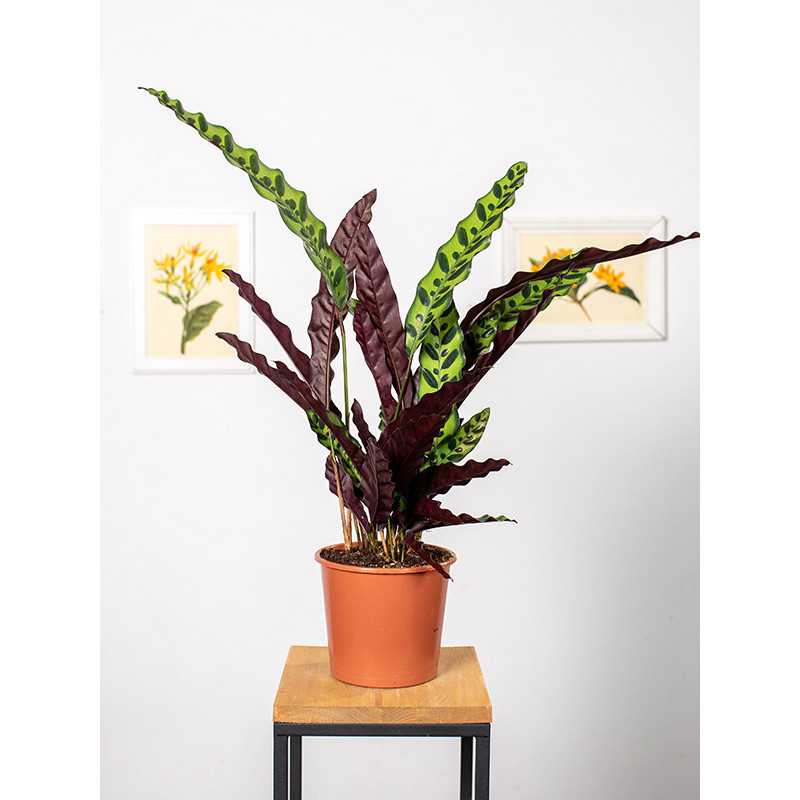 Kalatea lancetolistna