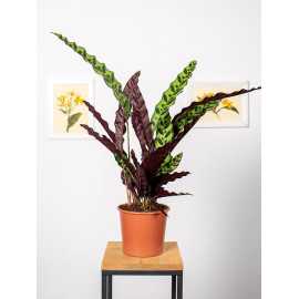 Kalatea lancetolistna