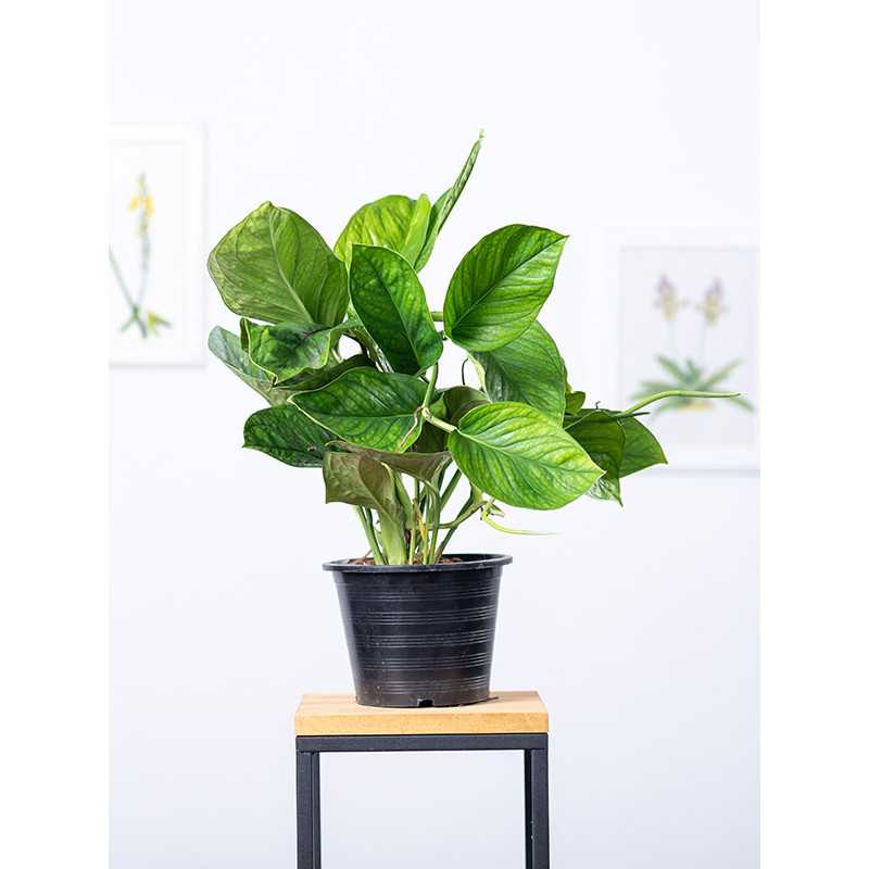 Epipremnum 'Marble Planet'