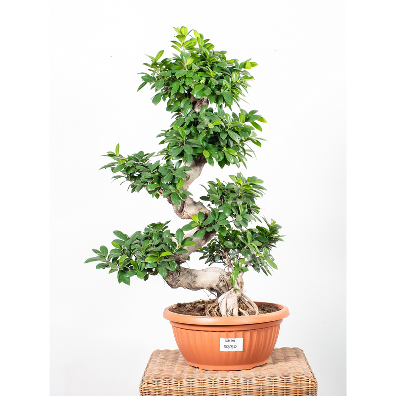 Bonsai Ficus Moyogi Duży