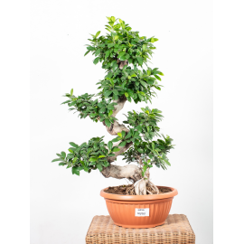 Bonsai Ficus Moyogi | Duży