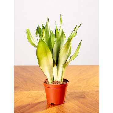 Sansewieria 'Moonshine' | Mała