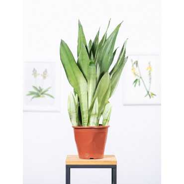 Sansewieria 'Moonshine'