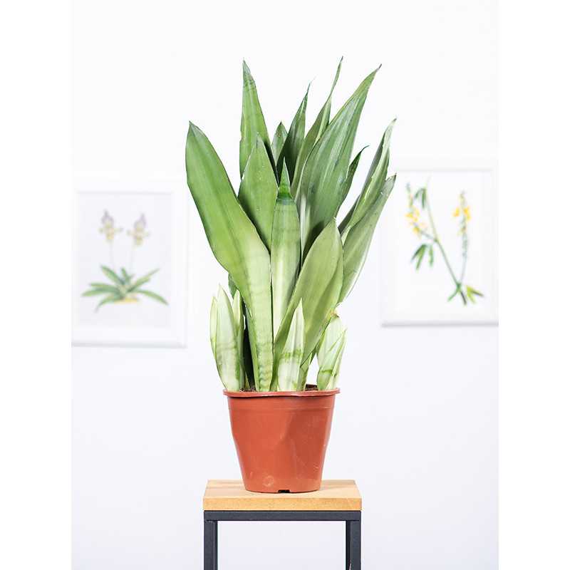 Sansewieria 'Moonshine'