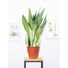 Sansewieria 'Moonshine'