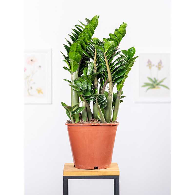 Zamiokulkas 'Zenzi' | Duży Zamiokulkas 'Zenzi' | Duży