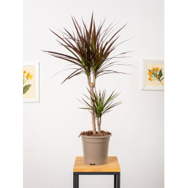 Dracena 'Magenta'