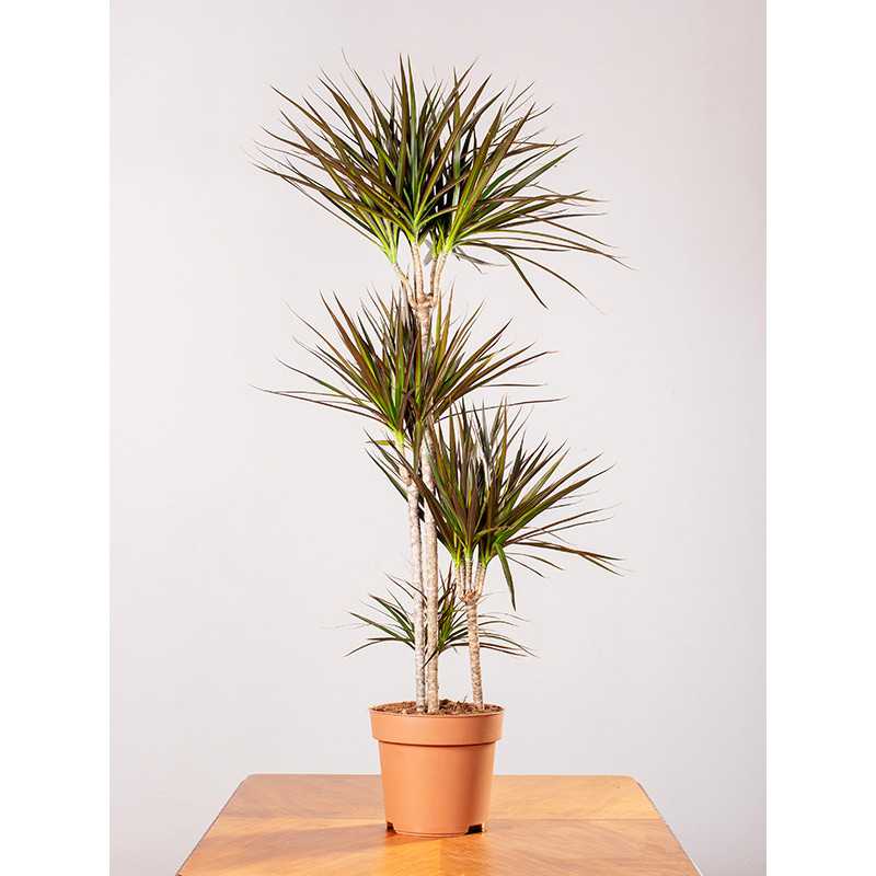 Dracena 'Magenta' | Duża