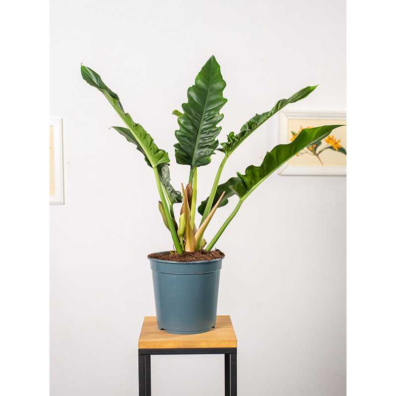 Filodendron 'Narrow Escape'