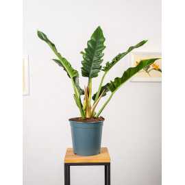 Filodendron 'Narrow Escape'