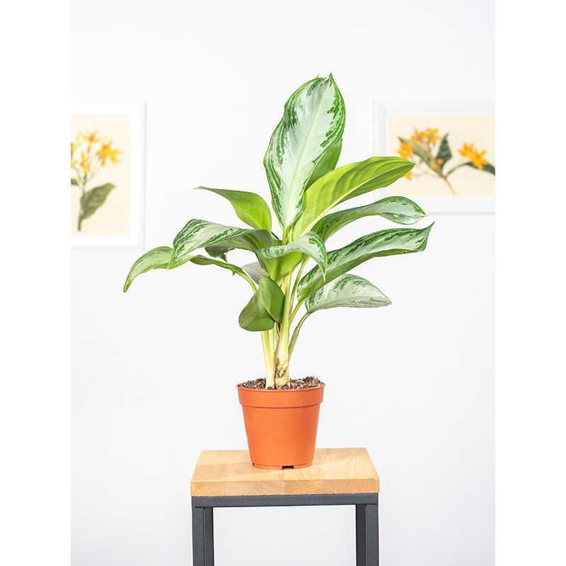 Aglaonema 'Silver Bay' | Mała Aglaonema 'Silver Bay' | Mała