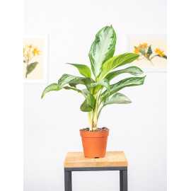 Aglaonema 'Silver Bay' | Mała