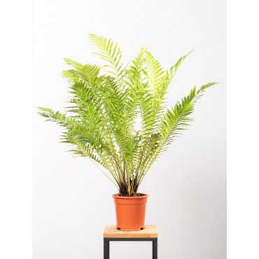 Paproć 'Silver Lady'